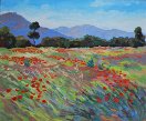 Coquelicots en Provence