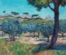 Olive Trees in the Alpilles